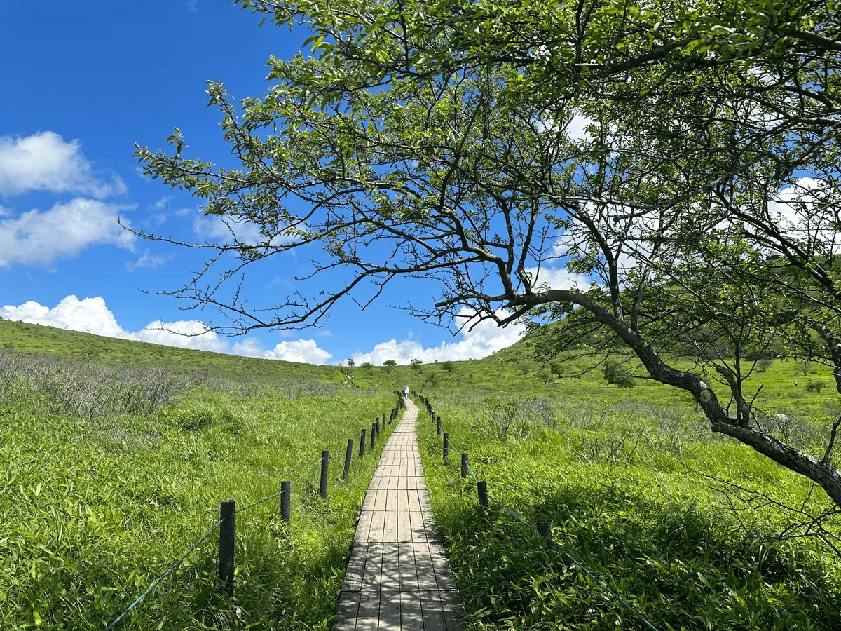 A lone tree provides some shade on the boardwalk