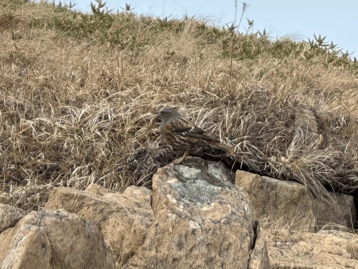 A grey bird with brown wings and flecks of white