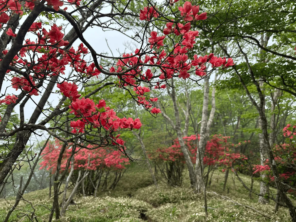 The trail continues with azalea trees on either side.