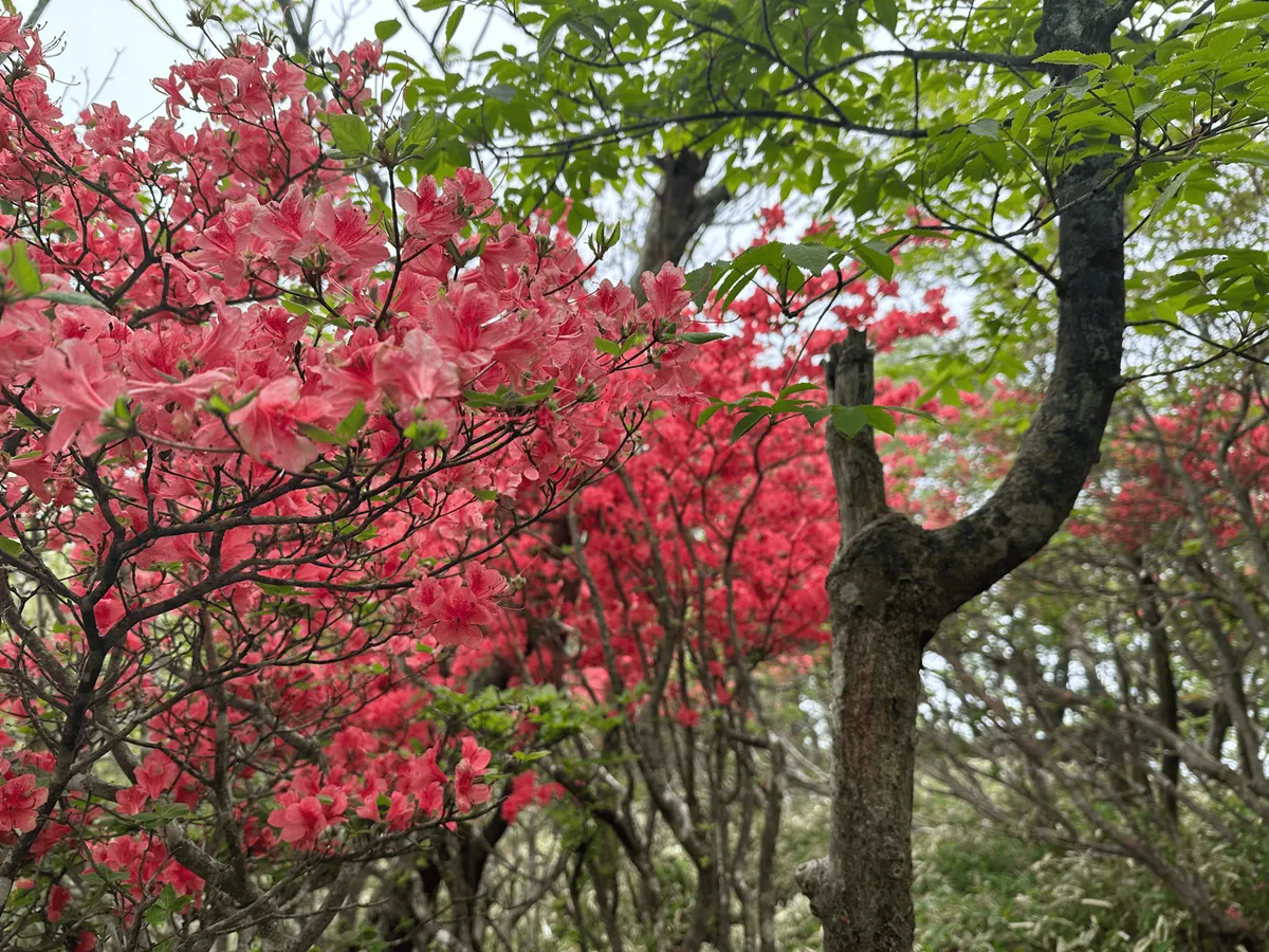 An azalea tree in full bloom