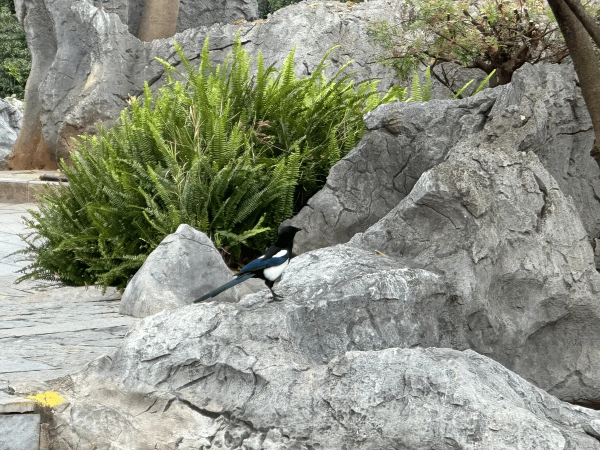 An Oriental magpie with blue-tipped wings perched on a rock