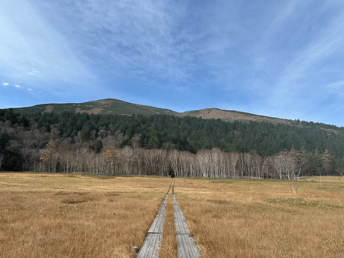 A boardwalk passing through the yellow grass field of the Oze marsh