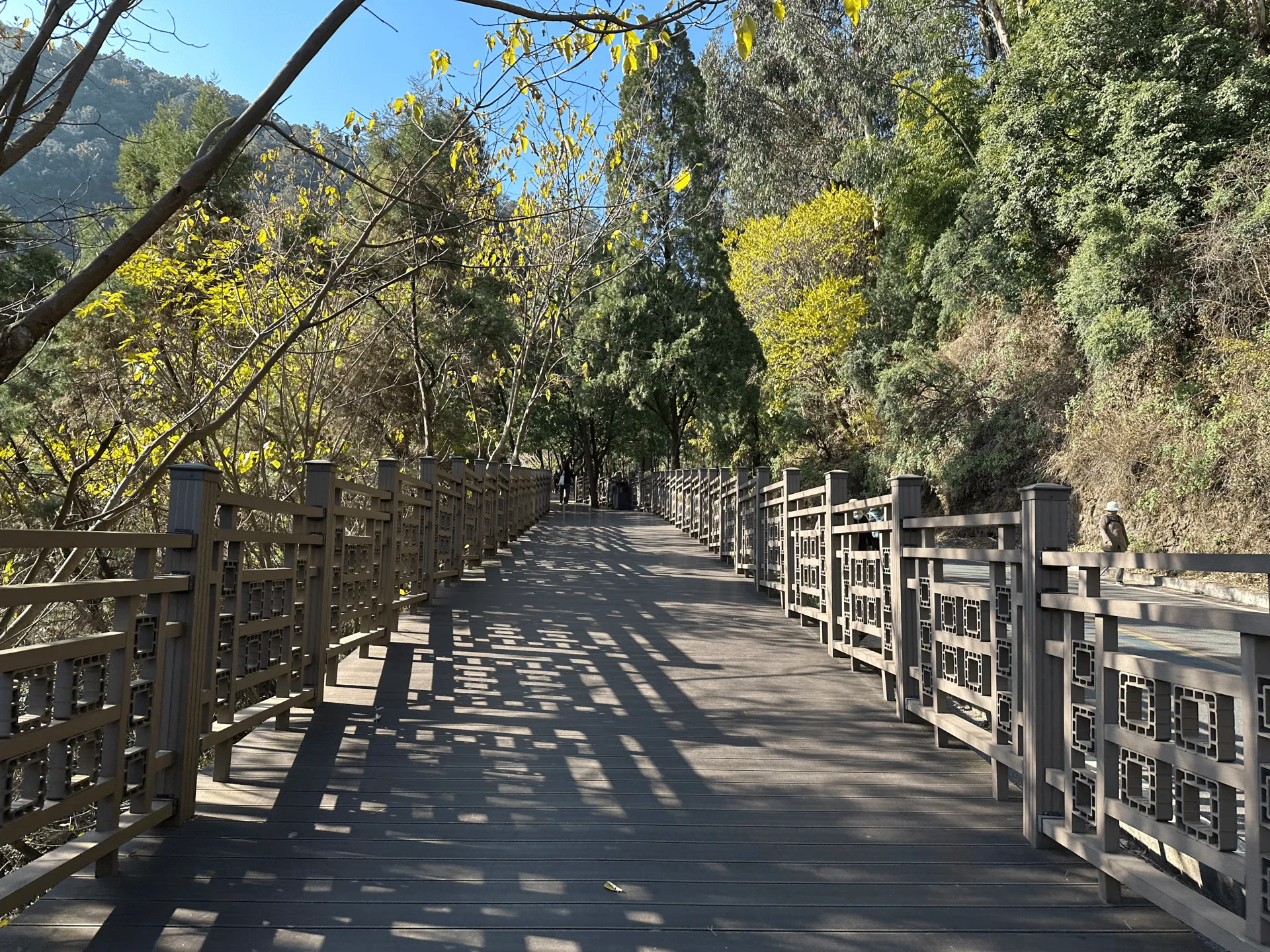 A wooden boardwalk path winding through trees