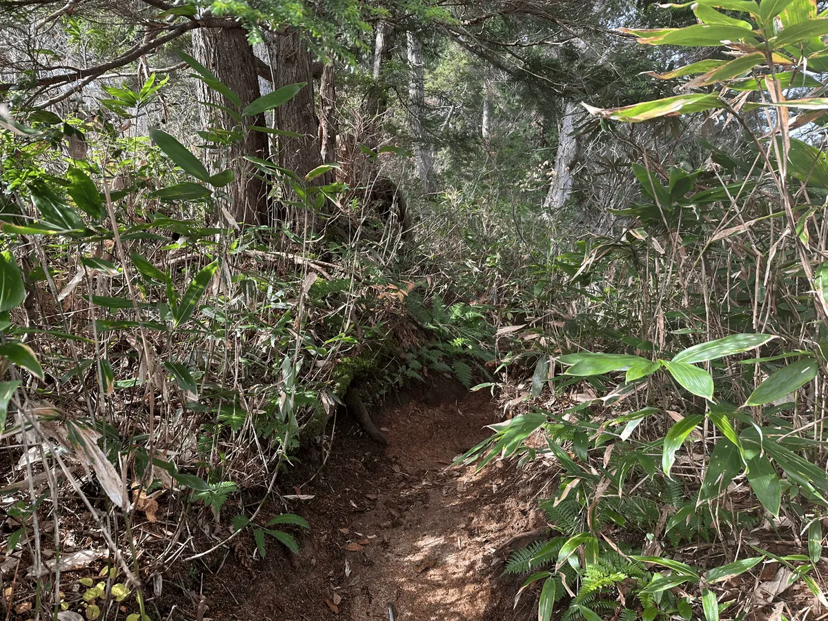 Dirt trail through some bushes