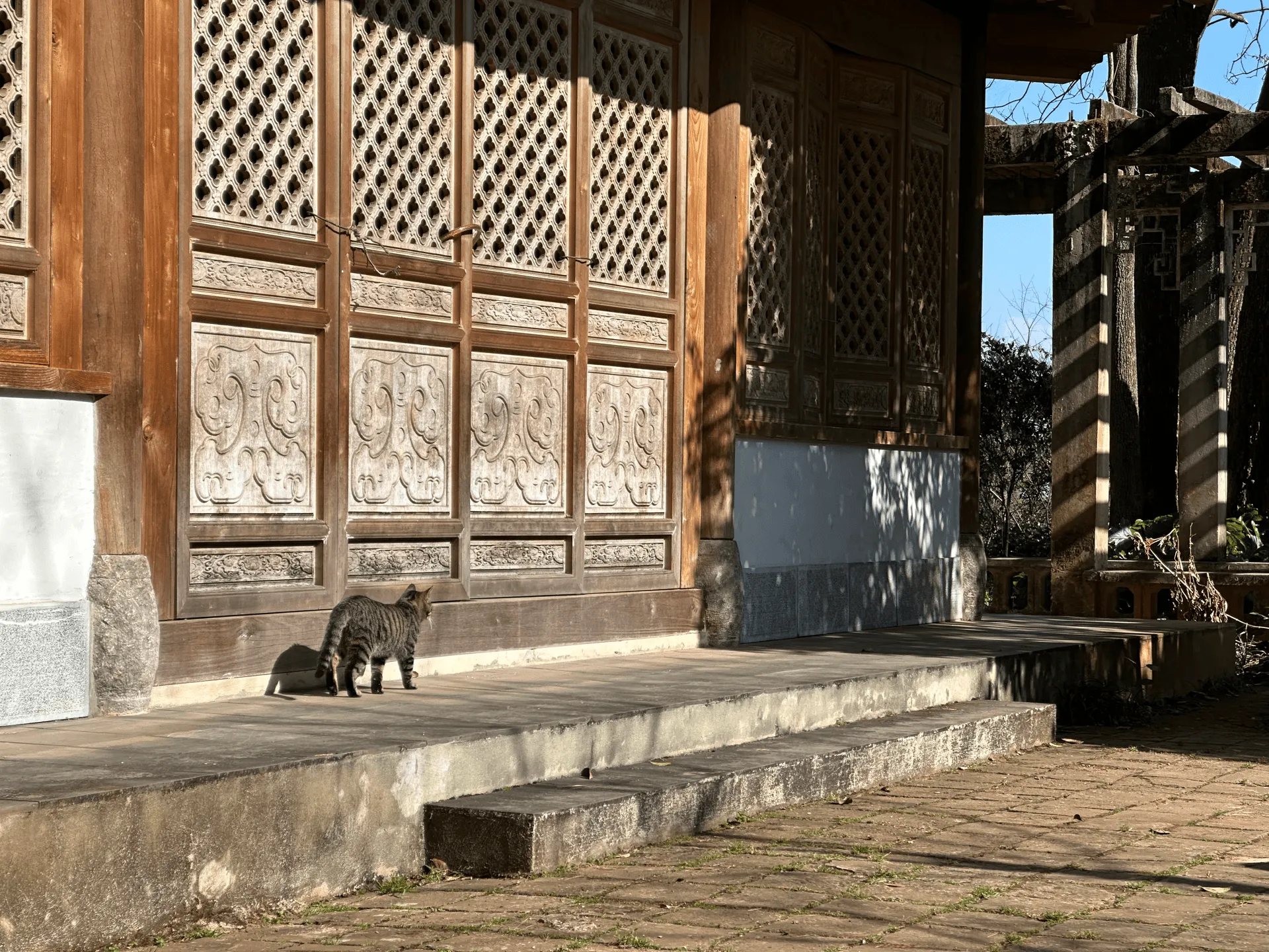 A cat walking on temple grounds