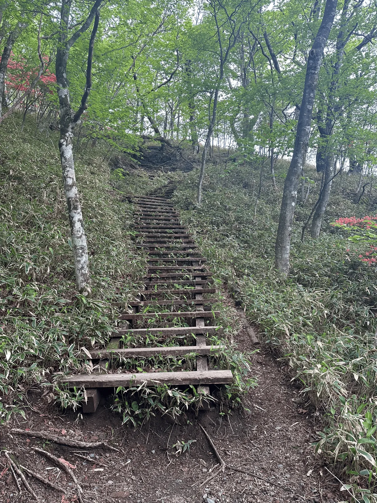 Wooden stairs lead up into the forest.