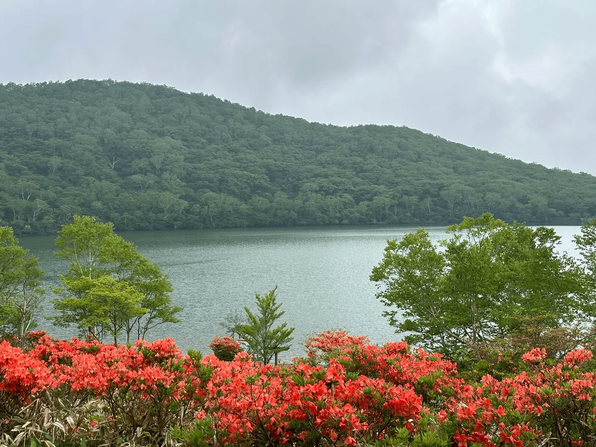 Lots of azaleas in the foreground, with Lake Konuma in the background