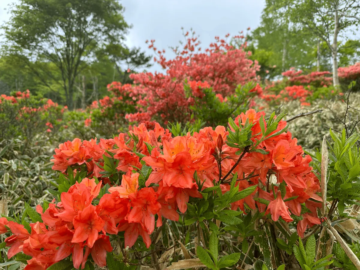 A close-up of the azaleas