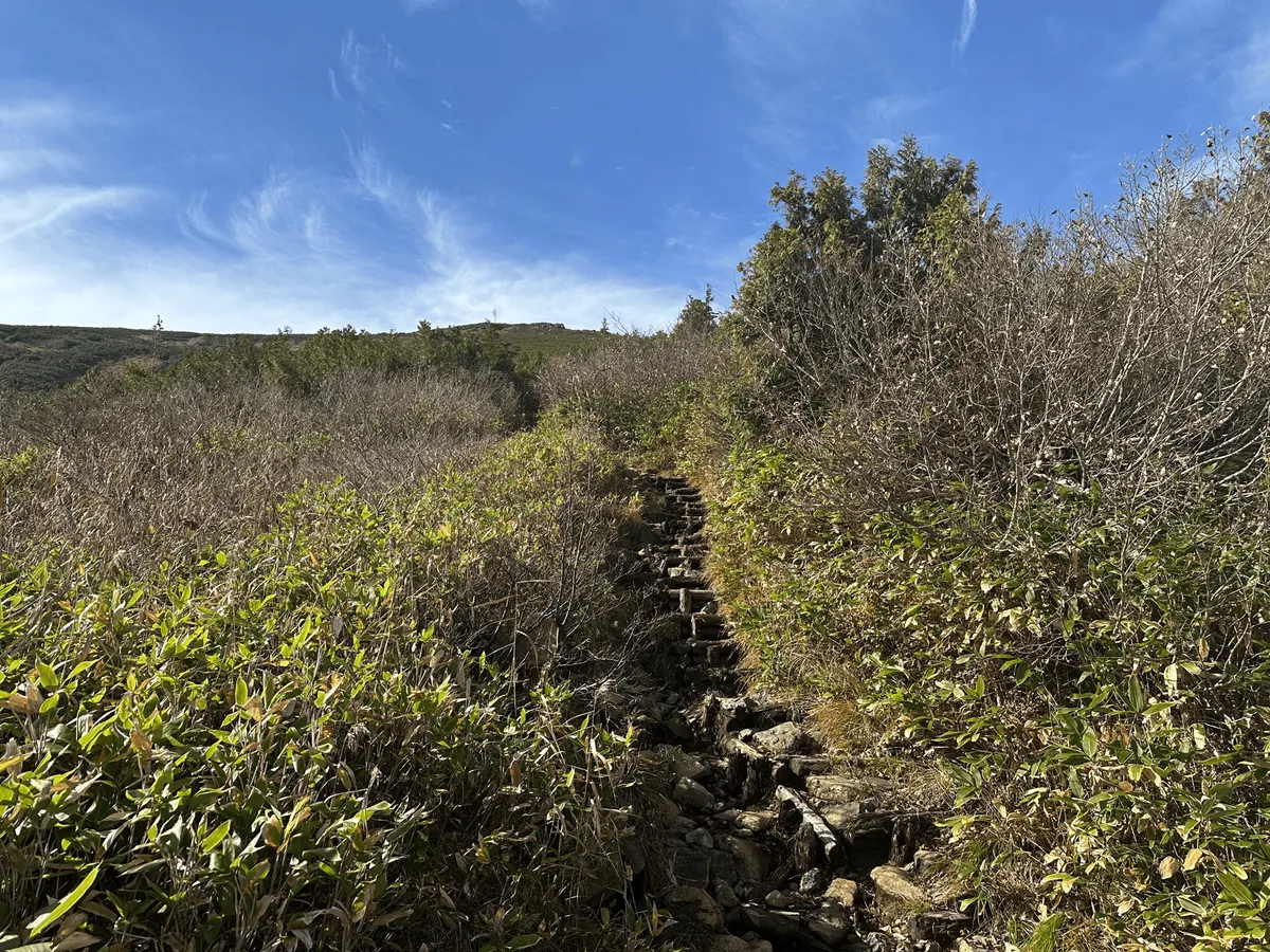 Shrubs on either side, but the trail doesnt have any trees that obscure your vision