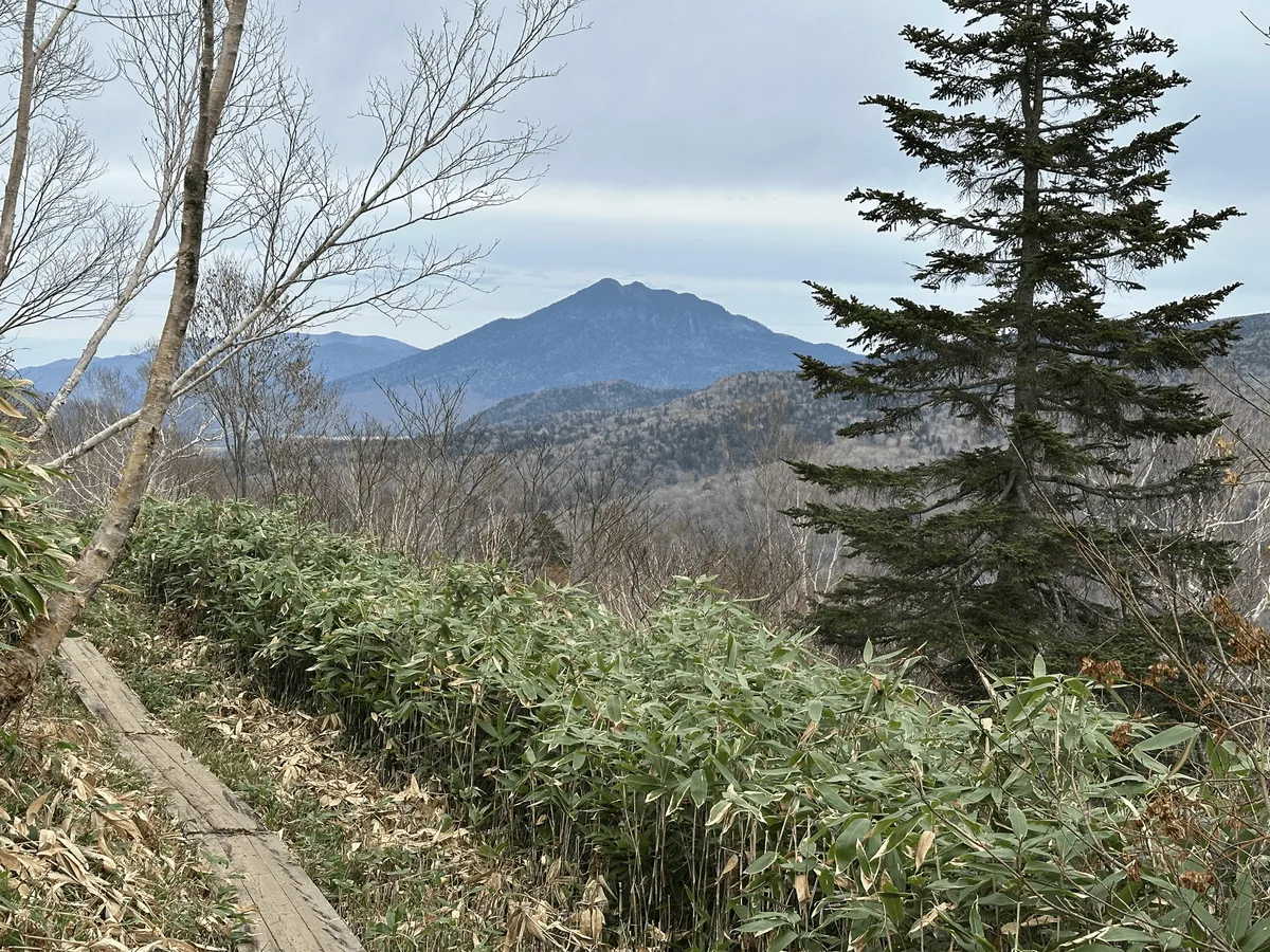 Boardwalk trail, with more bushes on the side of the trail