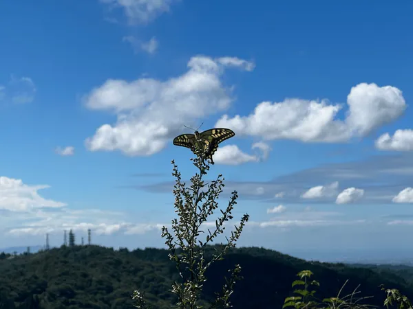 Mt Rokko (六甲山)