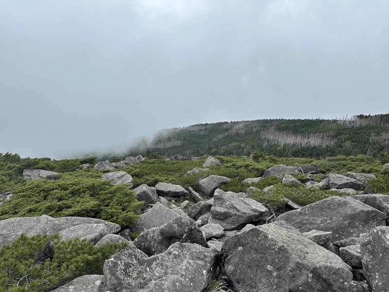 Sea of rocks and small pine shrubs