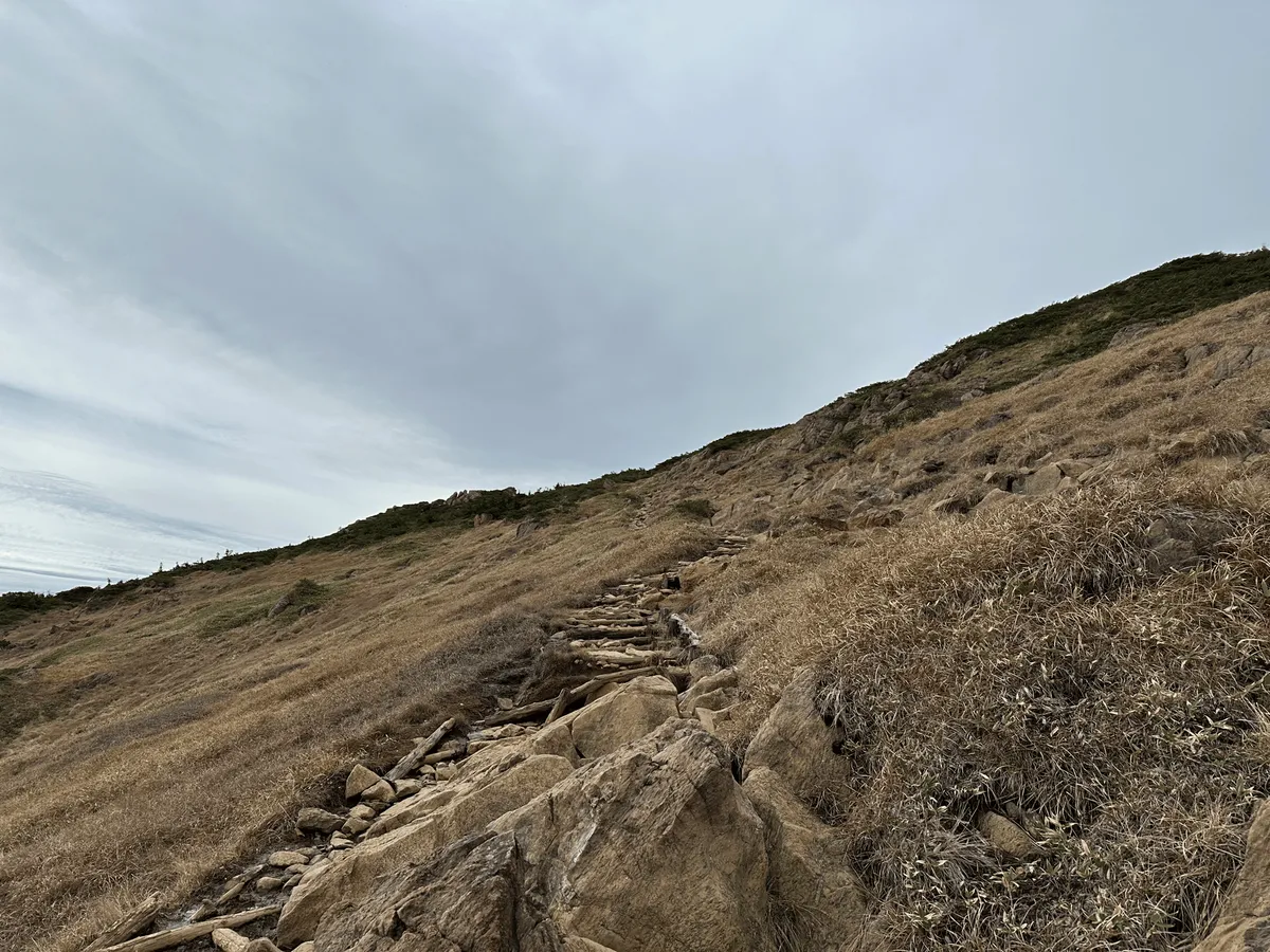 Boardwalk trail continues. The surrounding grass is very yellow