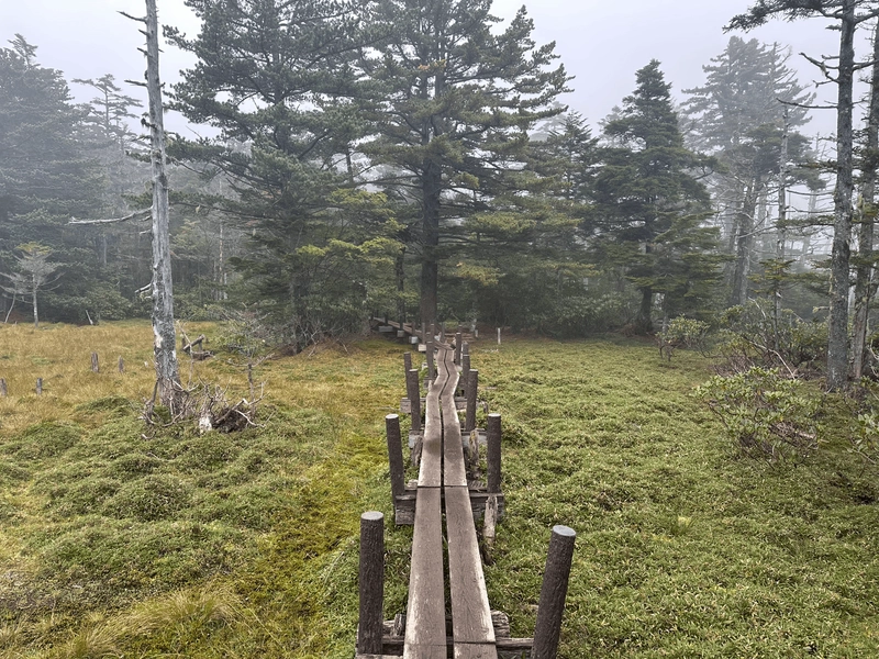 A thin boardwalk over some grass.