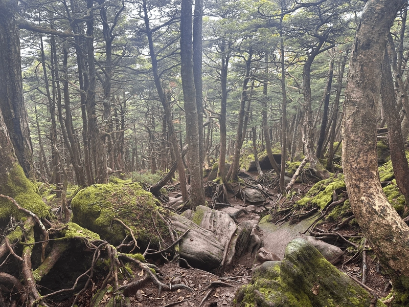 A slightly foggy descent amongst lots of rocks and tree roots.