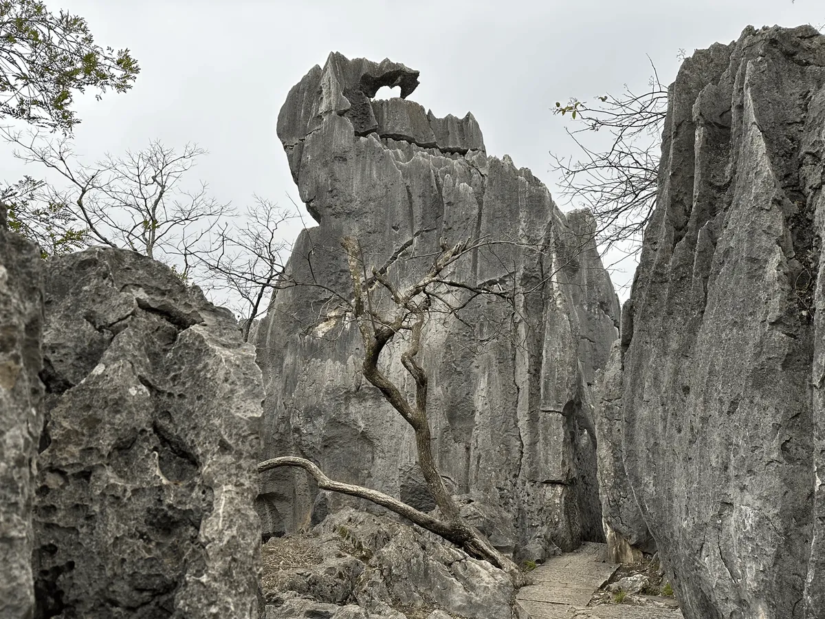 A limestone formation resembling a phoenix grooming itself