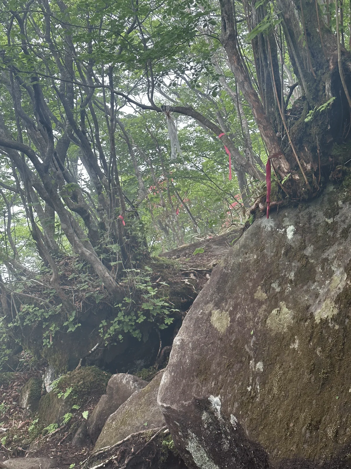 There is pink tape in the foreground, but the pink towards the back is actually the azalea trees.