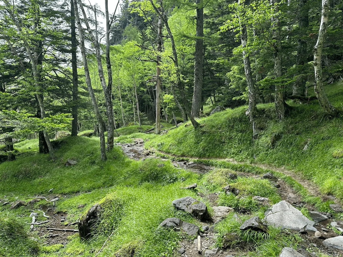 The trail runs through a green forest with rocks. Quite pretty.