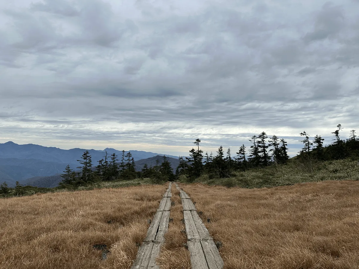 Another flat boardwalk over the yellow grass