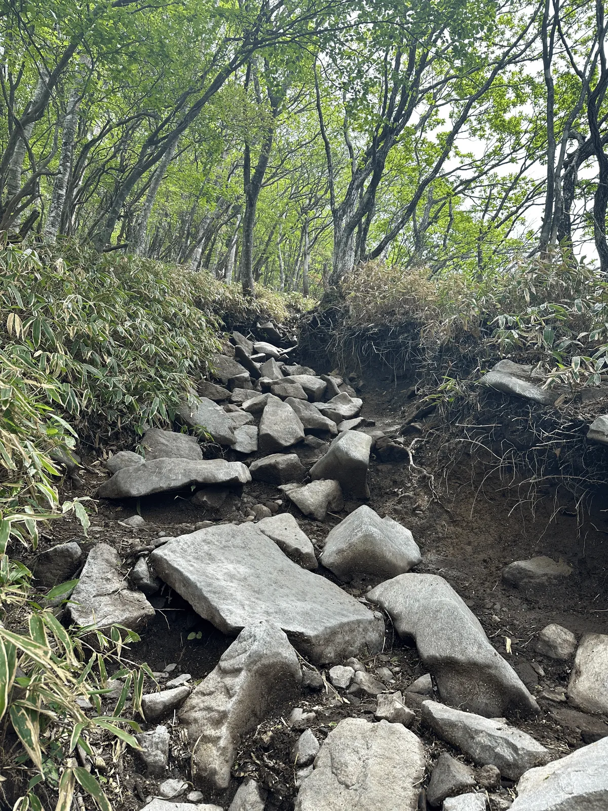 The trail is made up of large rocks, with decent tree coverage.