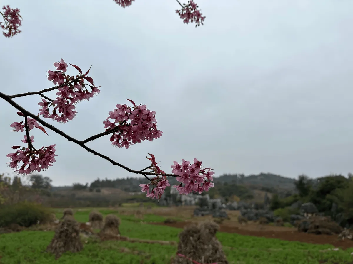 Cherry blossom trees among limestone formations