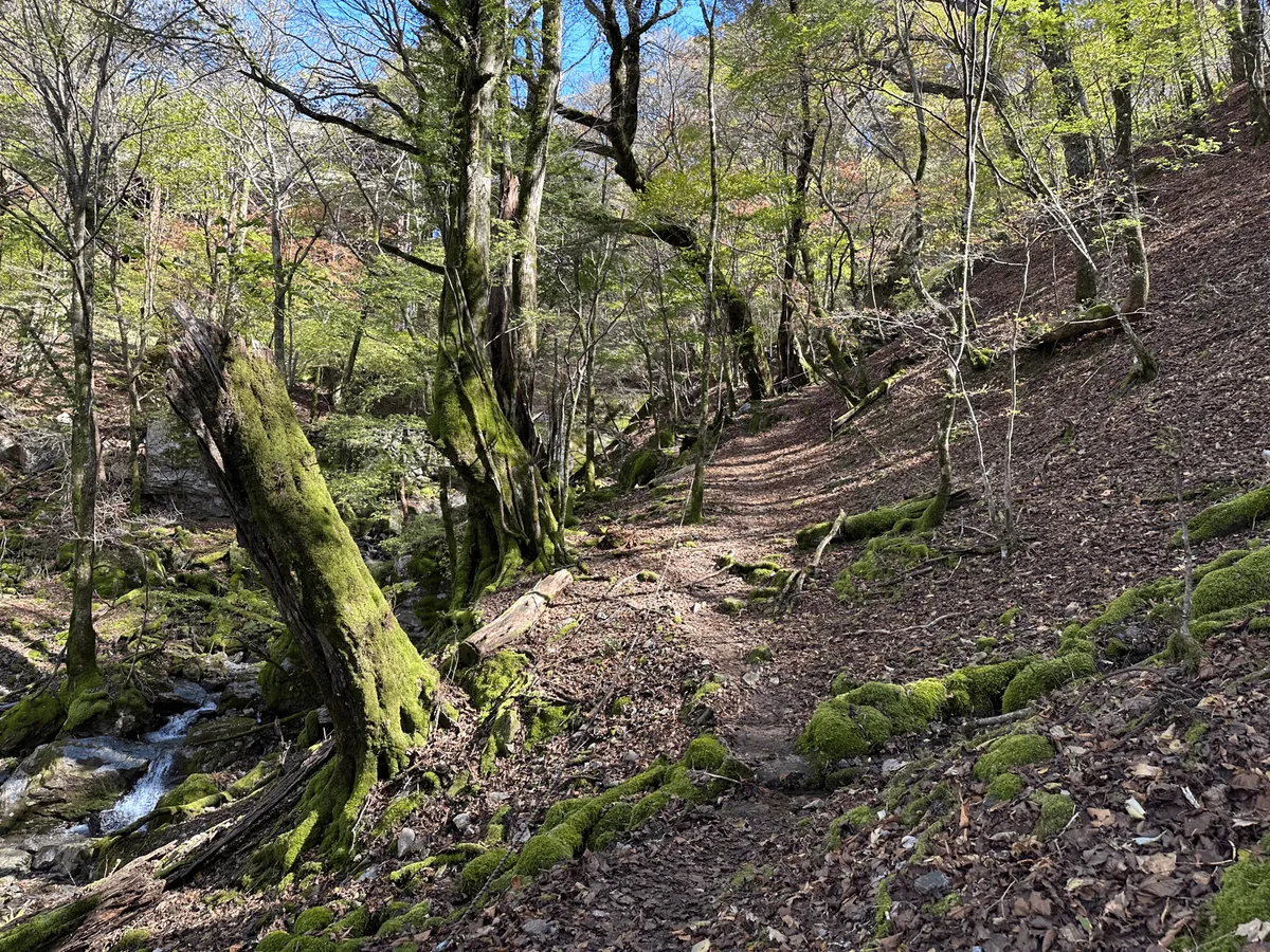 A trail with green moss, leaves underfoot and a small stream on the left.