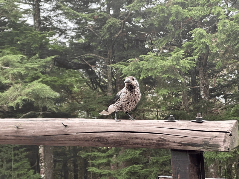 The bird striking a pose, looking proud.