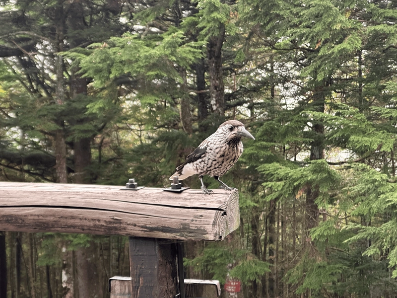 A spotted nutcracker on the cabin's fence.