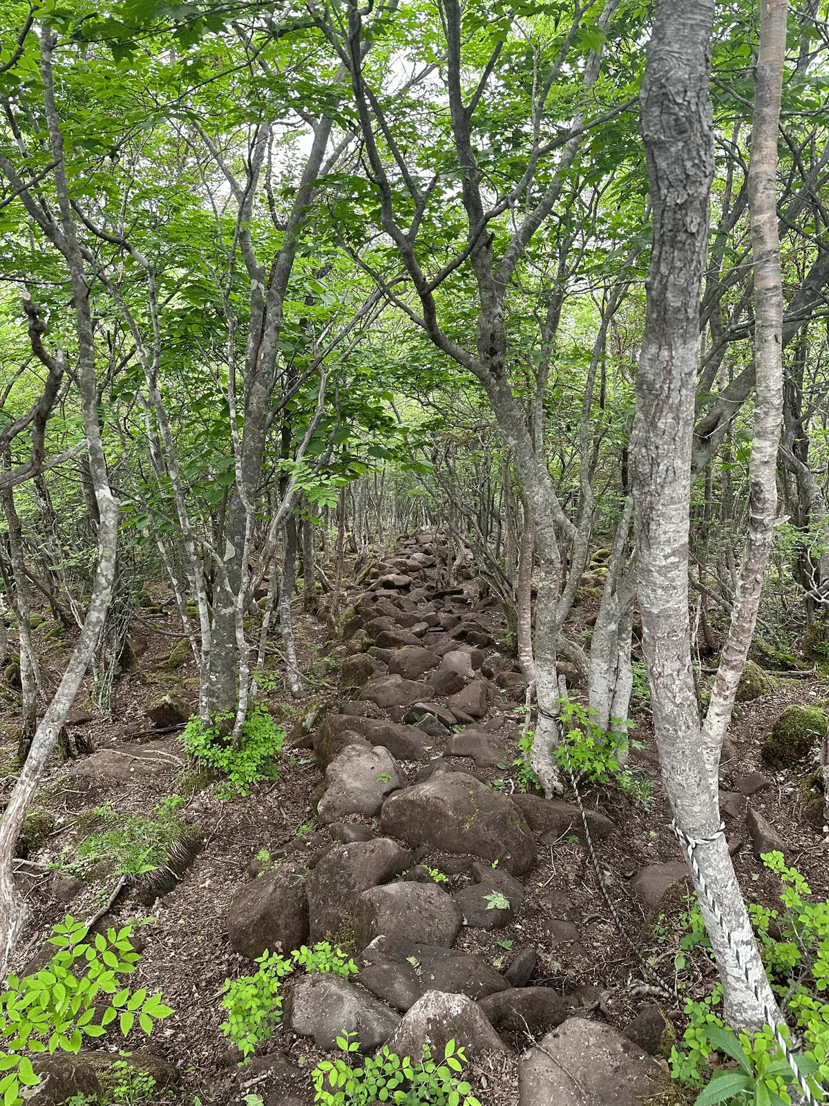 Steep descent amongst trees into the forest