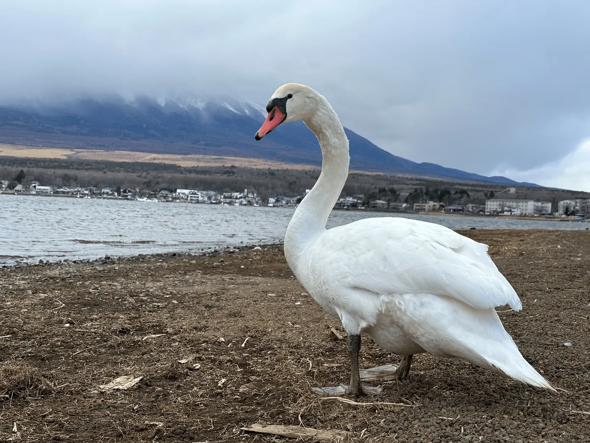 The swan, with Mt Fuji mostly obscured in the background.