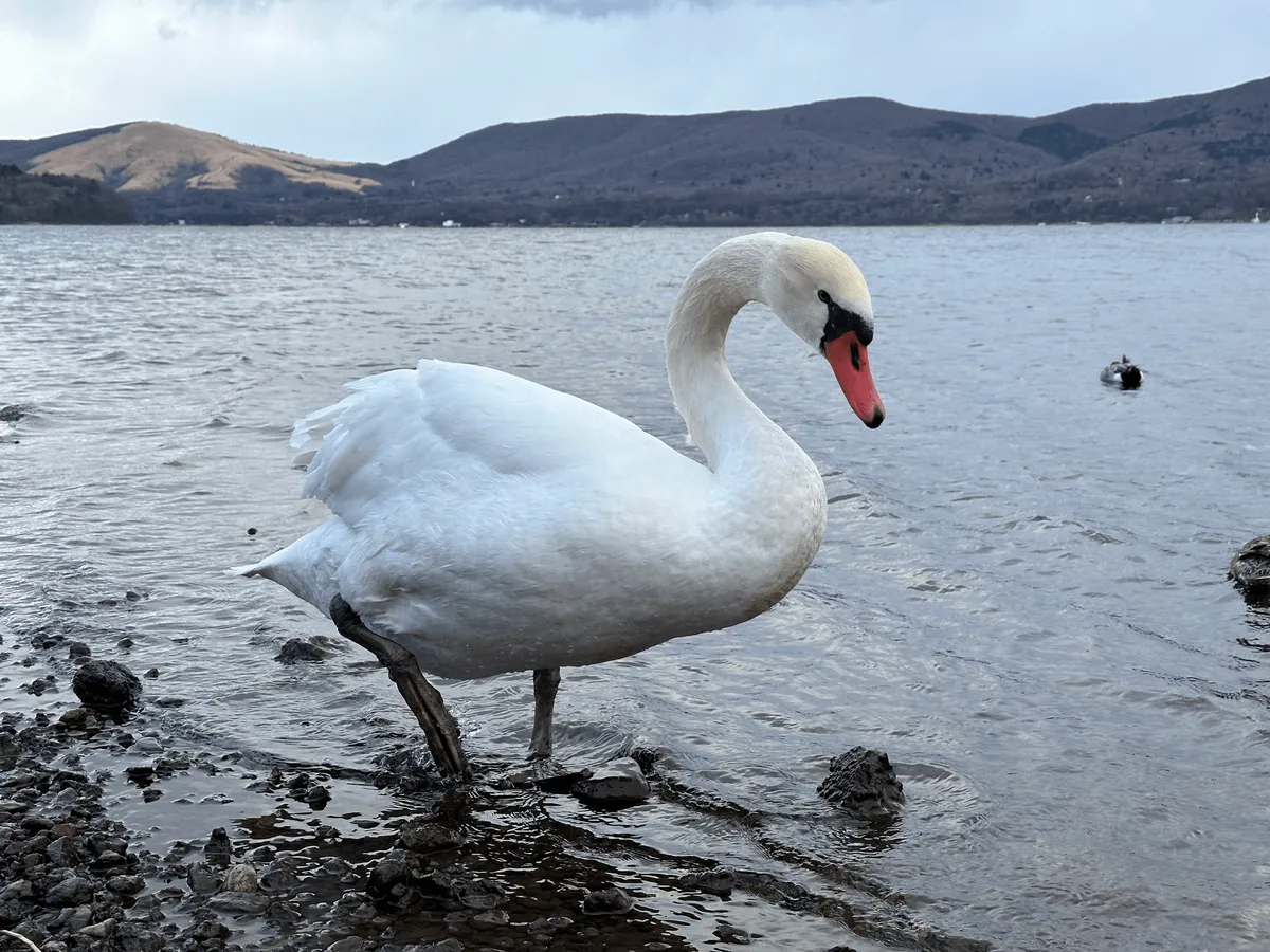 A close up of a swan in Lake Yamanaka-ko