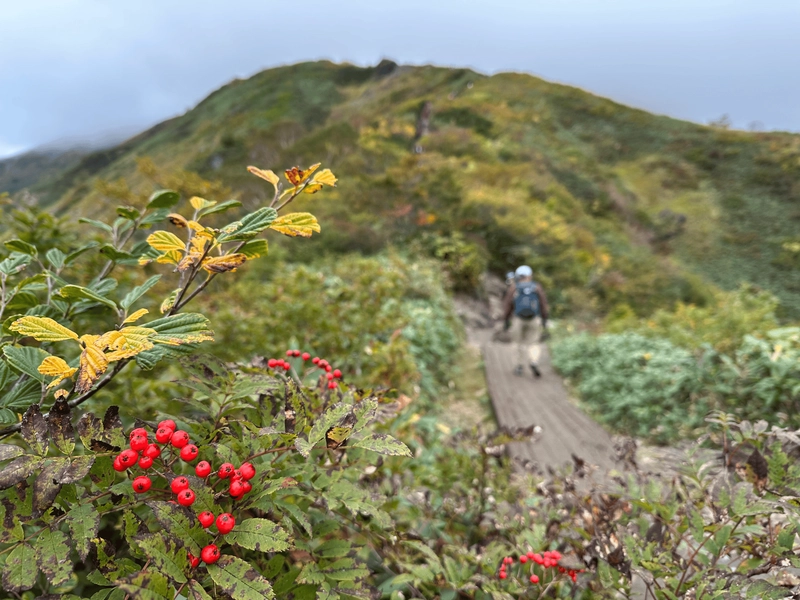 The boardwalk of the trail in the background and some red berries in the foreground.