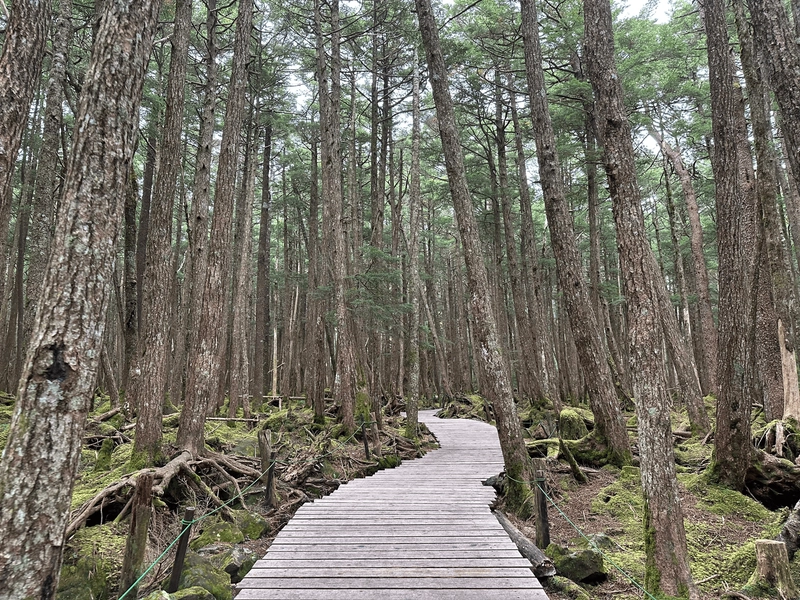 Boardwalk on trail