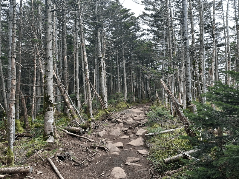 The trail with a dirt path interspersed with some rounded rocks