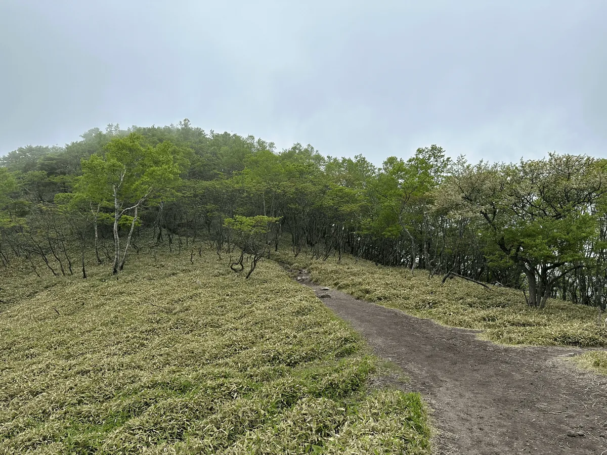 An easy dirt trail stretches out, into some trees.