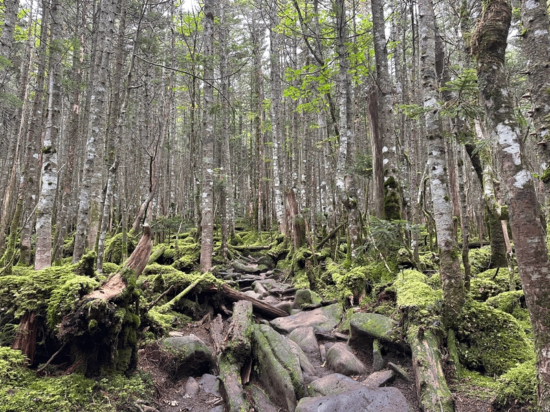 The hiking trail, with lots of trees, moss and rocks