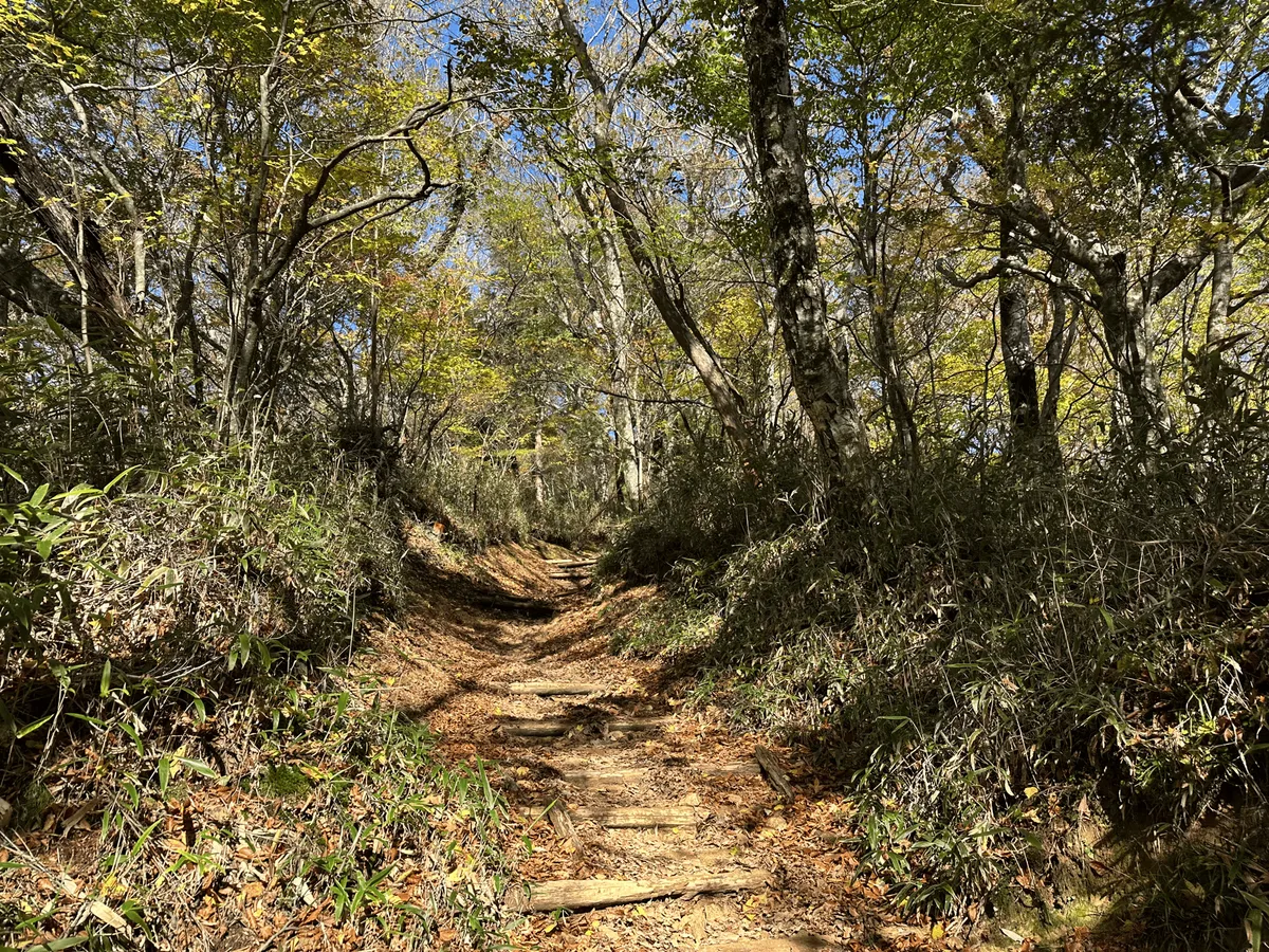 Dirt path through the trees.