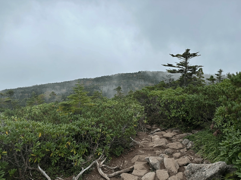 The trail downwards, in between some low-lying shrubs.