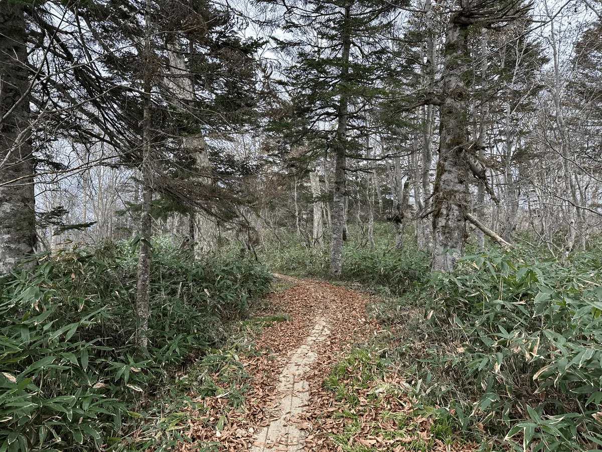 Final stretch of boardwalk, partially obscured by leaf litter