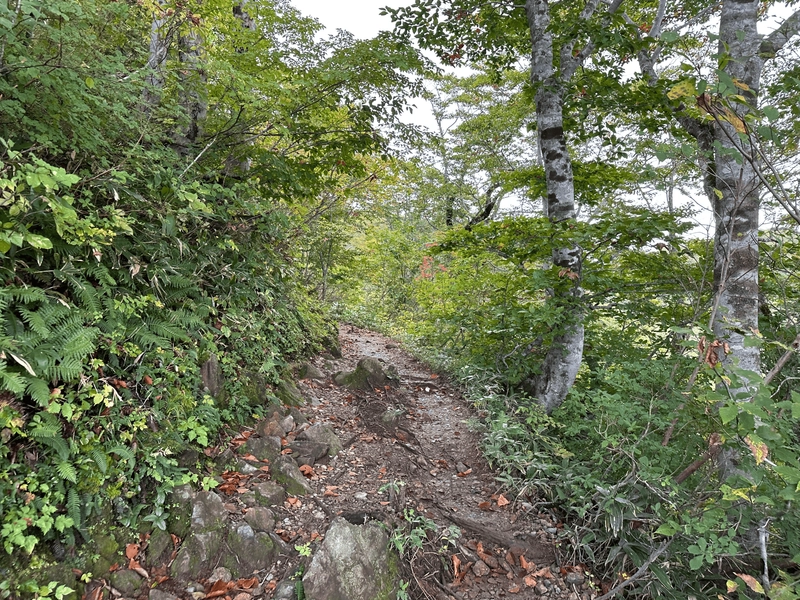 The trail is a dirt path with some small boulders popping out.