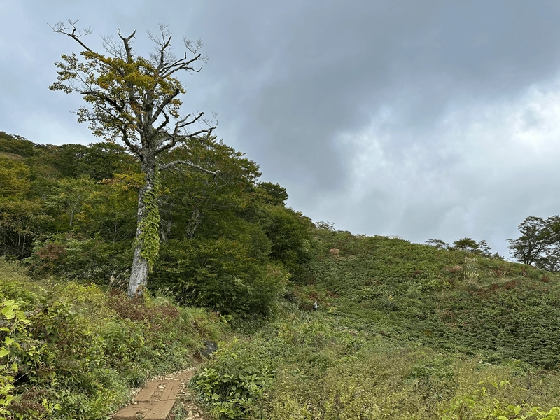 The start of the trail is along a boardwalk, with greenery and some trees.