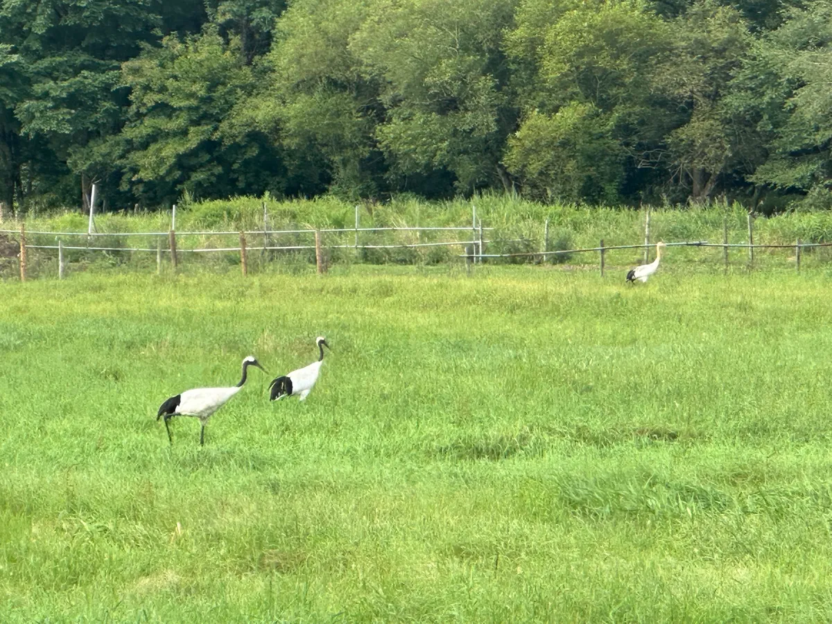 Two crane parents and a younger child in the background.