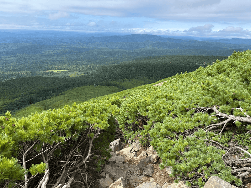 dwarf pine