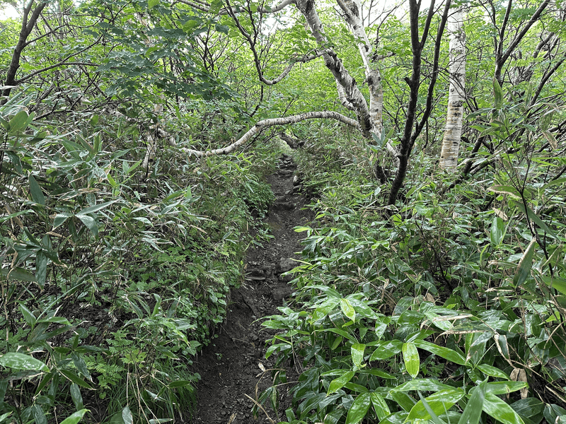 low lying trees