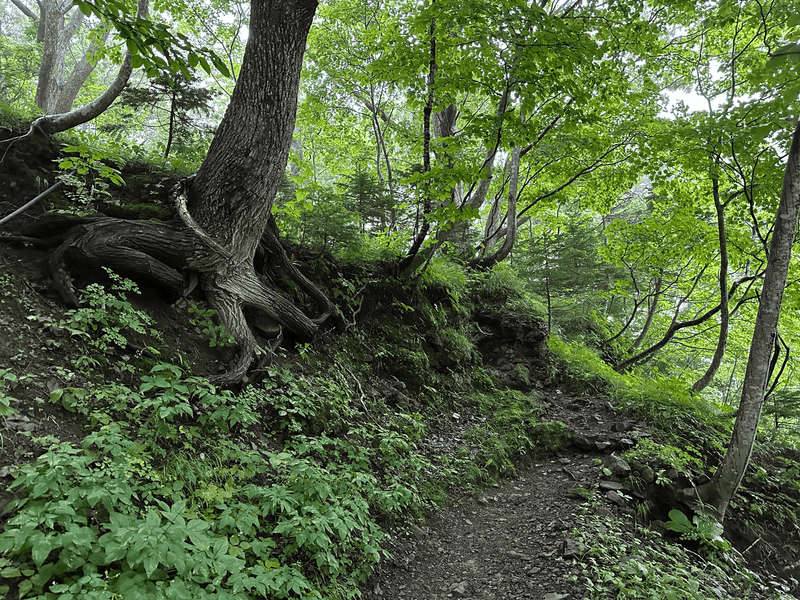 forest trail