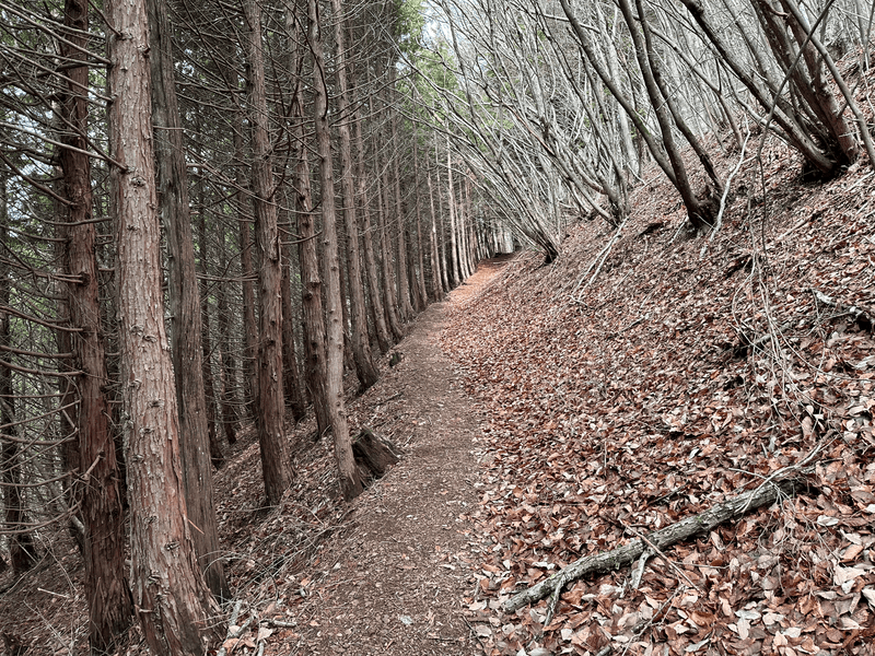 trail up
