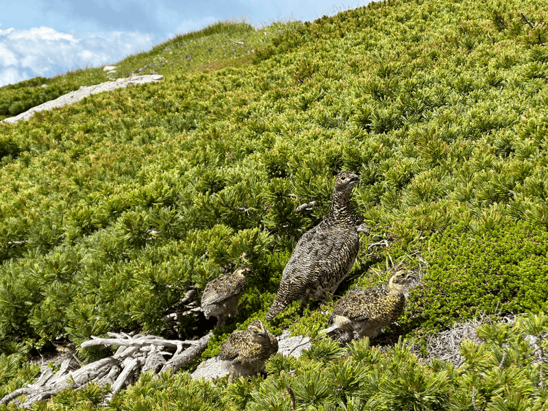 three chicks