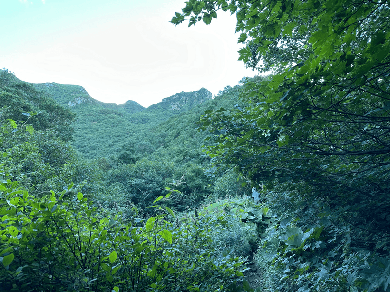 mt shari glimpse