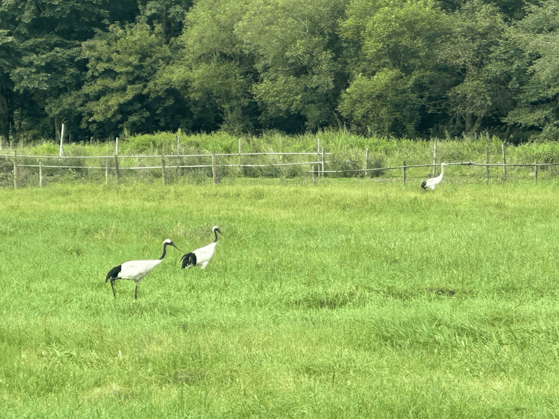 cranes