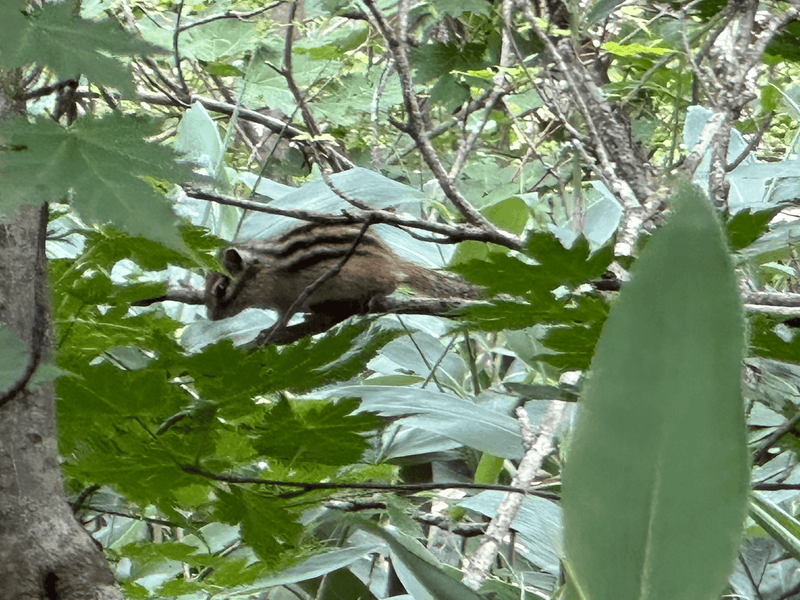 chipmunk